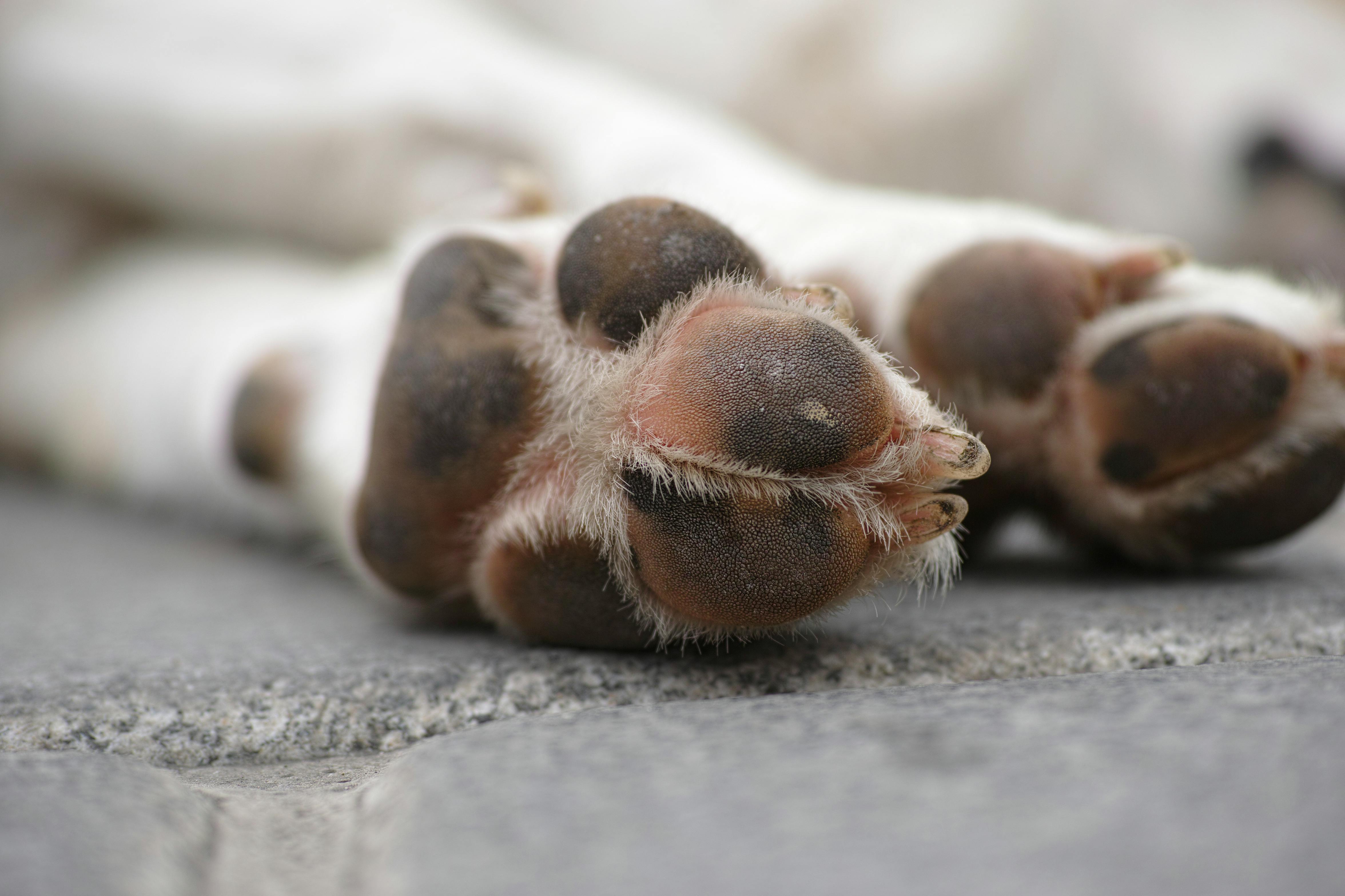 Proteja as Patas dos Seus Animais de Estimação no Verão