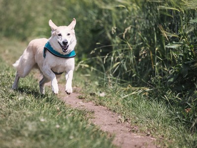 Dicas para manter os seus animais frescos neste verão