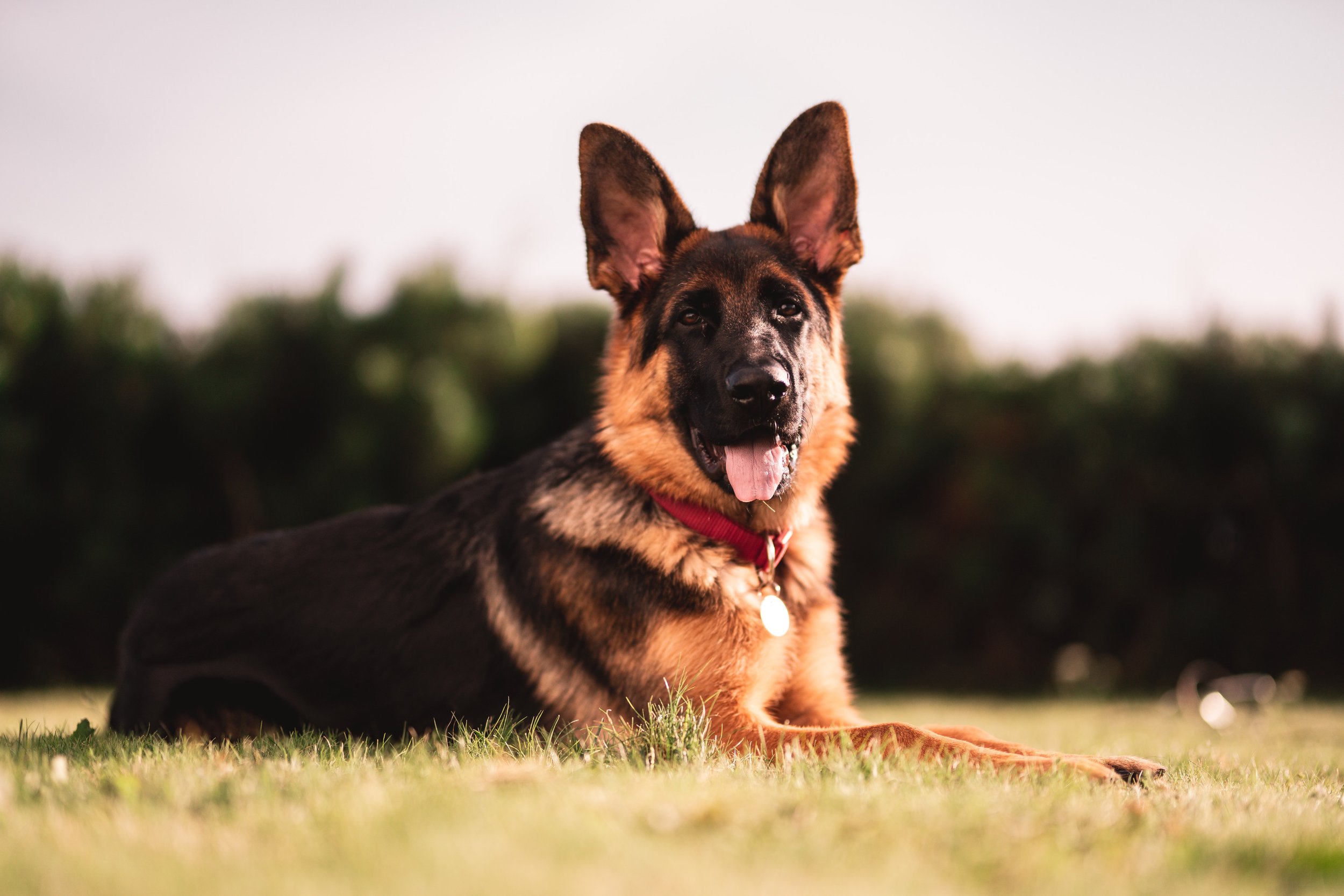 Portugal Multa Diariamente Quem Não Regista Animais de Estimação