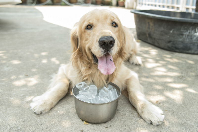 5 Dicas para Cuidar dos Seus Pets no Calor ☀️