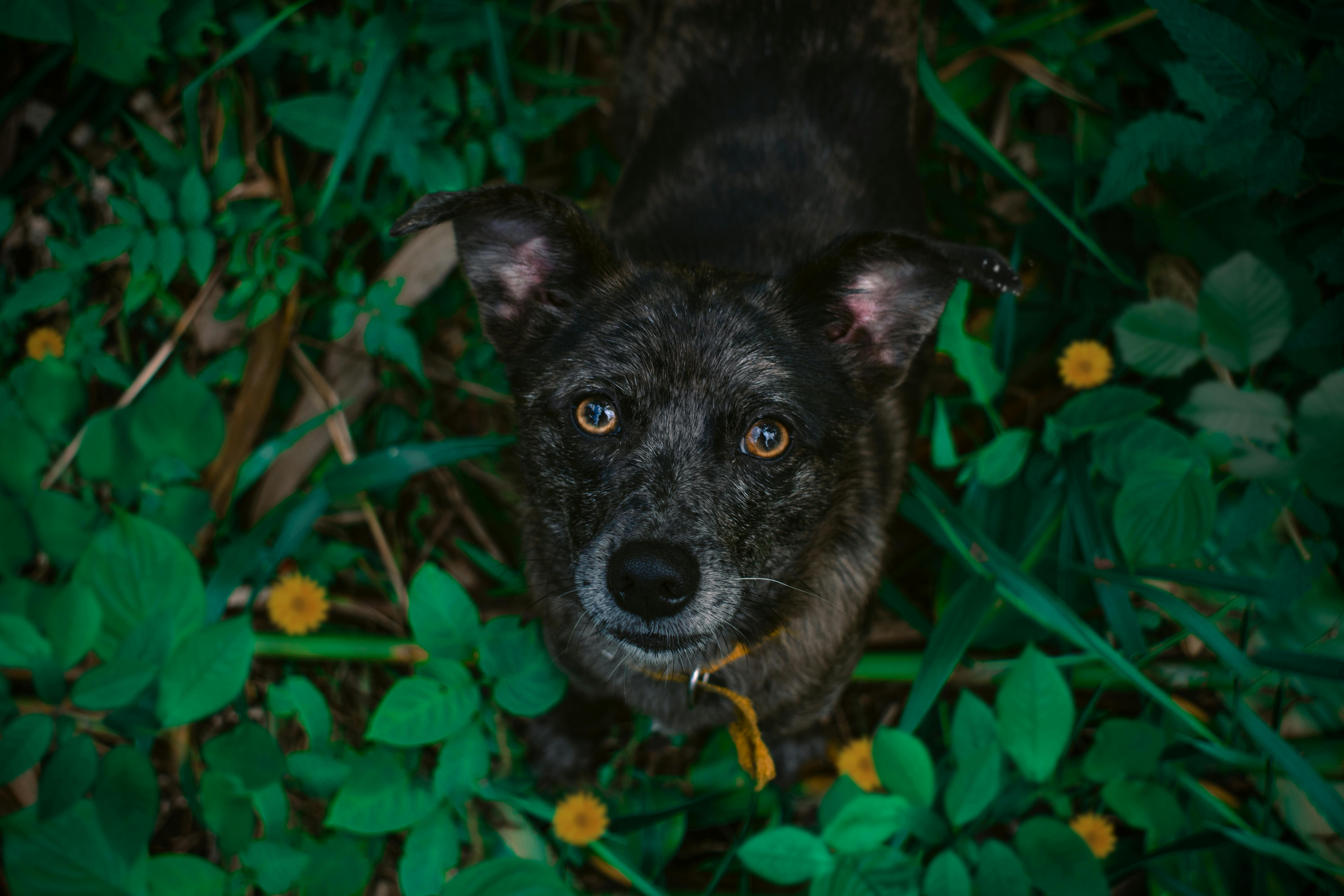 Como Identificar Quando Um Bom Cão Se Torna Perigoso