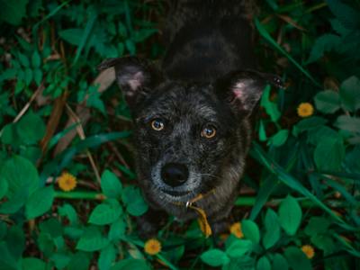 Como Identificar Quando Um Bom Cão Se Torna Perigoso