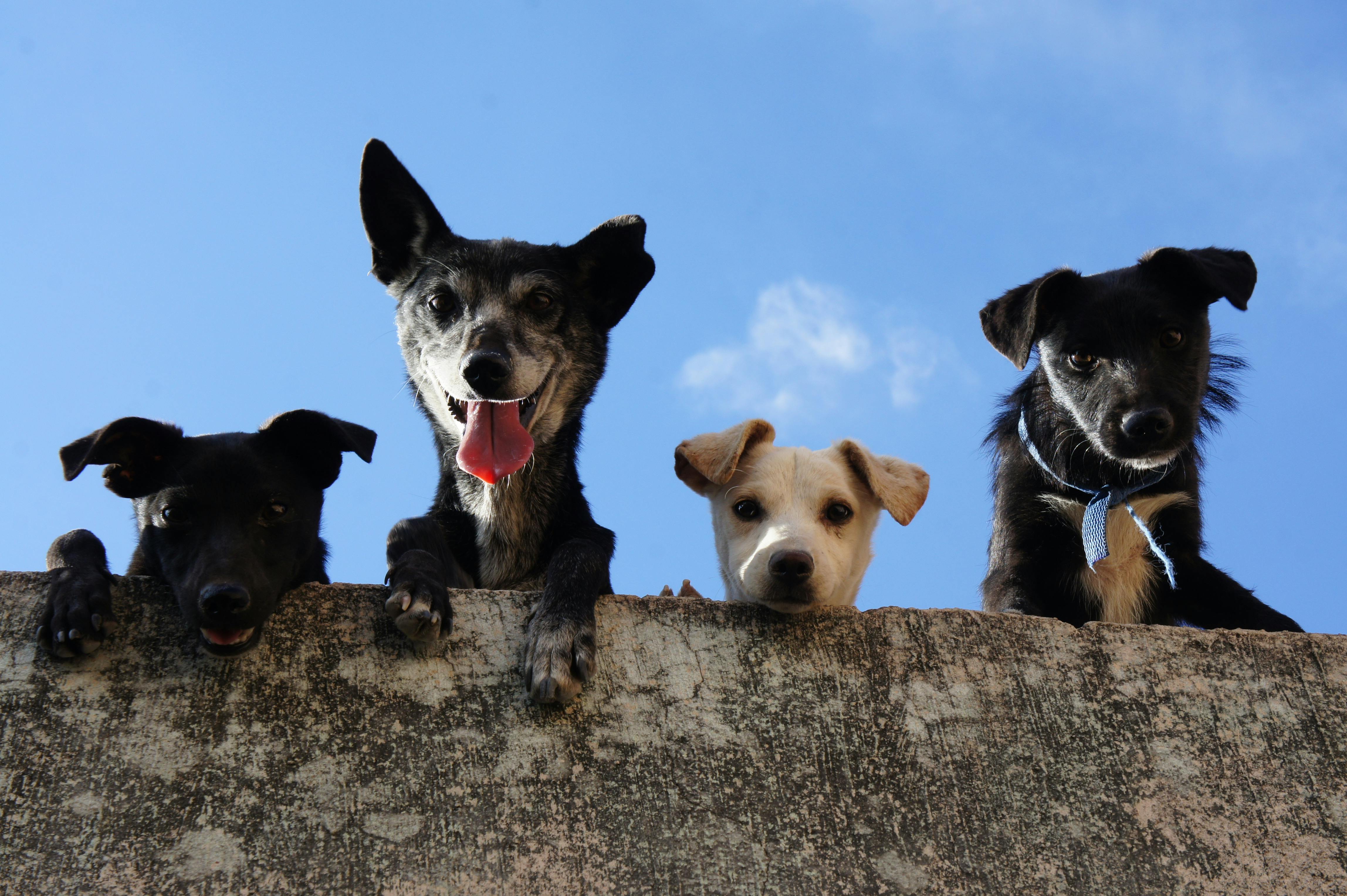 DogApi:  Um Recurso Abrangente para Informações sobre Raças de Cães