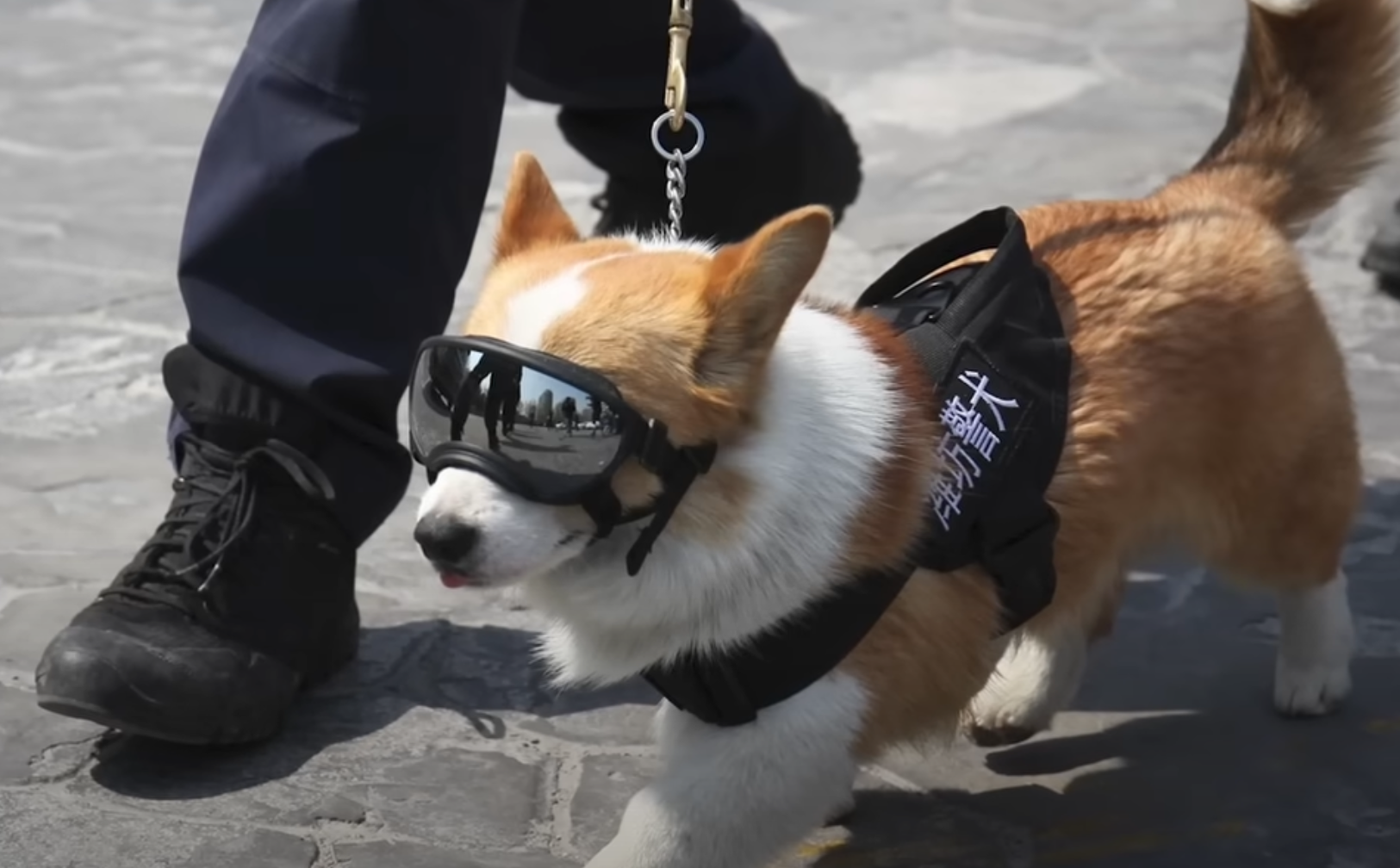 Fuzai, o Adorado Cão Polícia da China